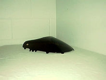 Load image into Gallery viewer, Original